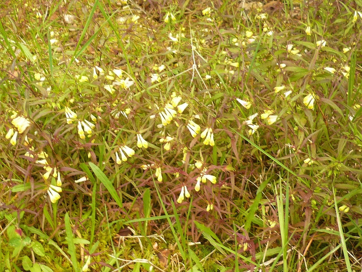 Melampyrum pratense (Orobanchaceae)